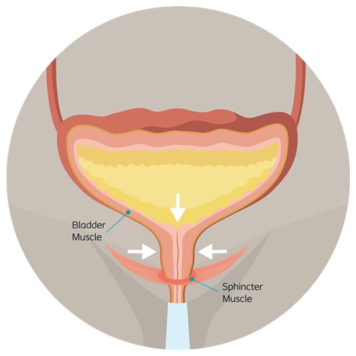 How-does-the-bladder-work urinary incontinence